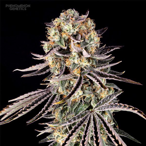 Beanz 4 Locoz feminizada de Phenomenom Genetics