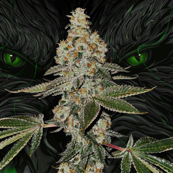 Beasty feminizada de T.h. Seeds