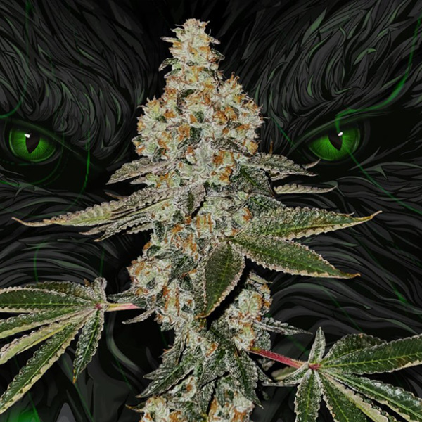Beasty feminizada de T.h. Seeds