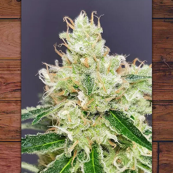 Belle Starr feminizada de The Outlaw Seeds