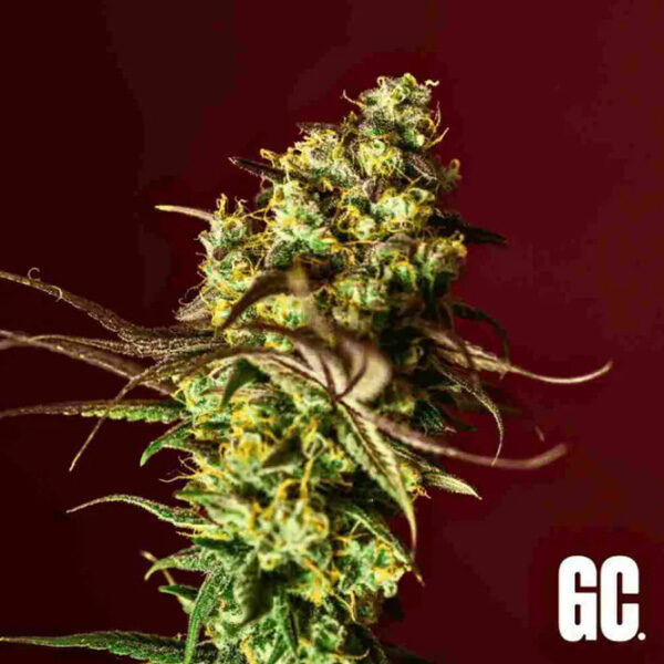 Berry Bliss feminizada de Grand Cru Genetics