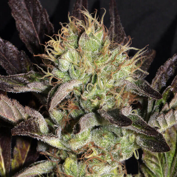 Big Apple Cookies feminizada de Mamiko Seeds