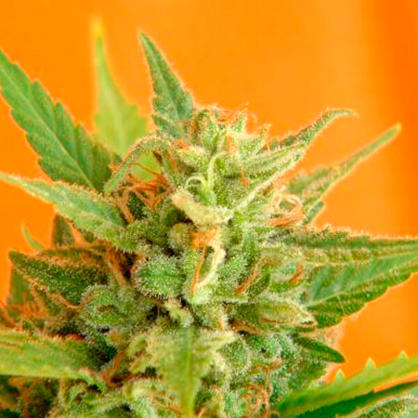 Big Band feminizada de Kannabia Seeds