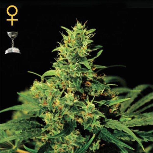Big Bang feminizada de Green House