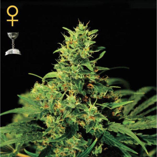 Big Bang feminizada de Green House