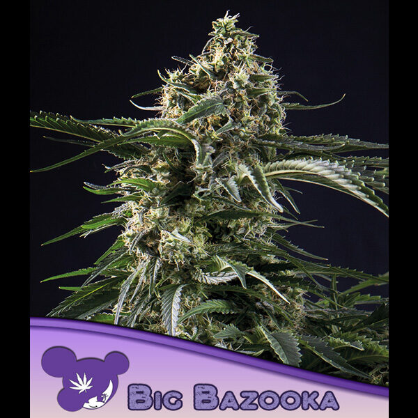 Big Bazooka feminizada de Anesia Seeds