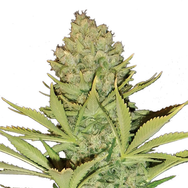 Big Bud regular de Nirvana