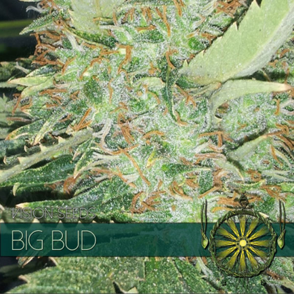 Big Bud feminizada de Vision Seeds