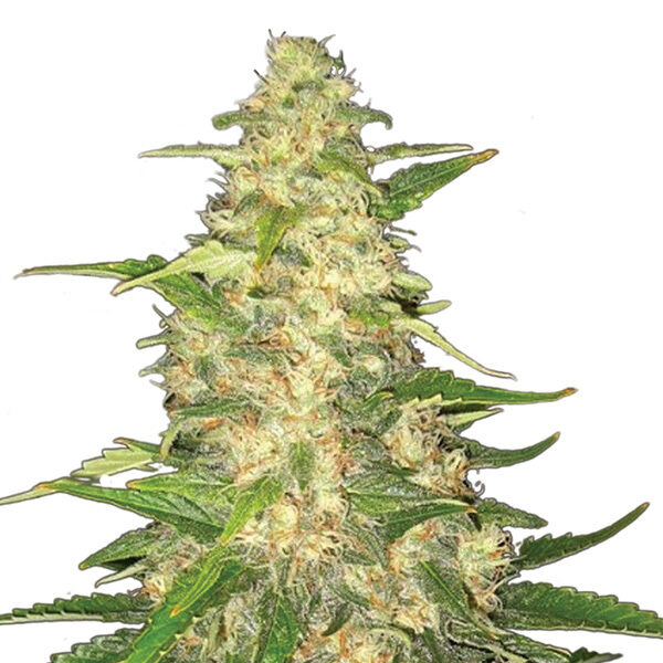 Big Bud feminizada de Nirvana