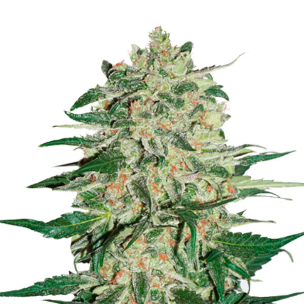 Big Bud feminizada de Seedstockers