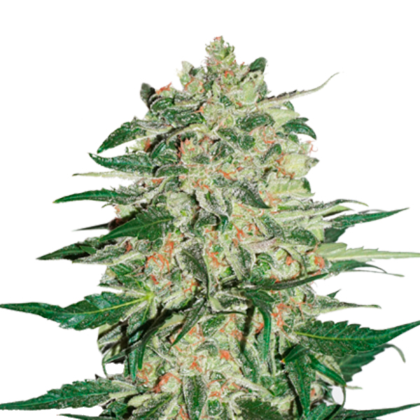 Big Bud feminizada de Seedstockers