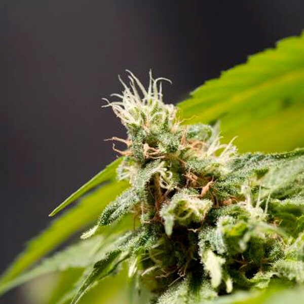 Big Bull feminizada de Kannabia Seeds
