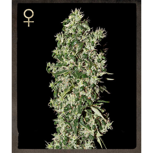 Big Tooth feminizada de Strain Hunters Seeds