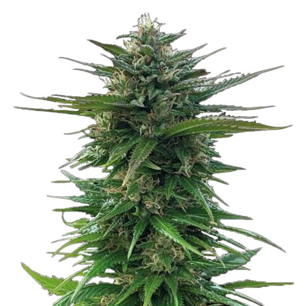 Big Yeti feminizada de Seedstockers