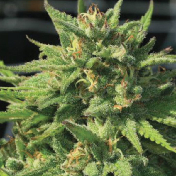 Bigfoot Glue feminizada de Humboldt Seeds Company