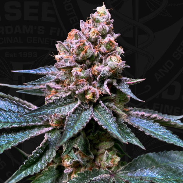 Black Apple Hitchcock feminizada de T.h. Seeds