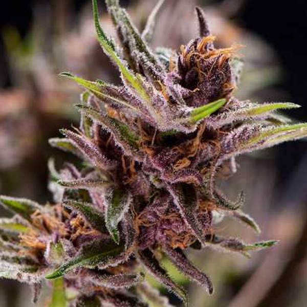 Black Cherry Punch regular de Pyramid Seeds