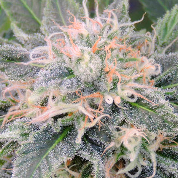 Black Ghost OG feminizada de Original Sensible Seeds