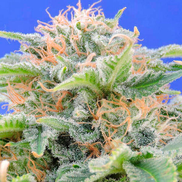 Black Gum feminizada de Original Sensible Seeds