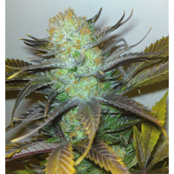 Black Hole feminizada de Elite Seeds