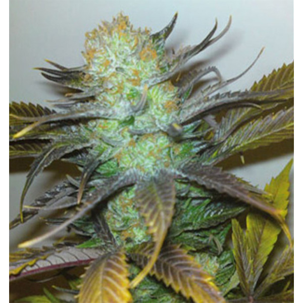 Black Hole feminizada de Elite Seeds