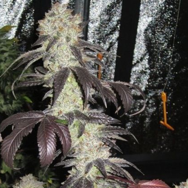 Black Kush feminizada de The Cali Connection