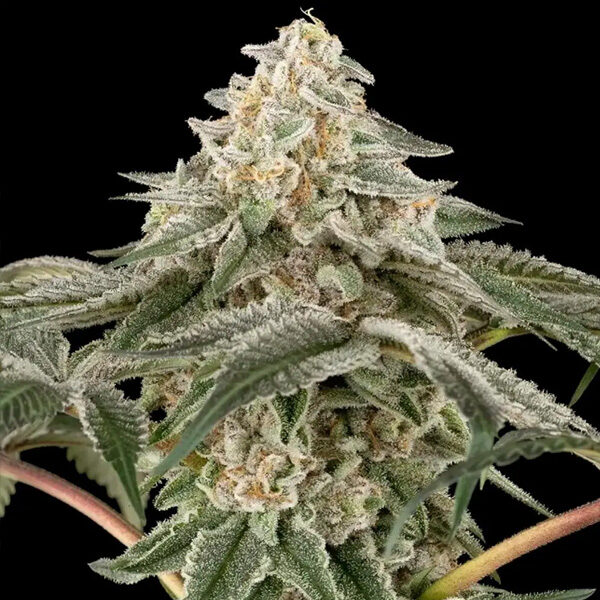 Black Lily feminizada de Sensi Seeds Research