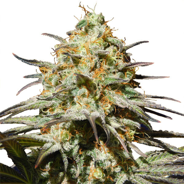 Black Orchid feminizada de Original Sensible Seeds