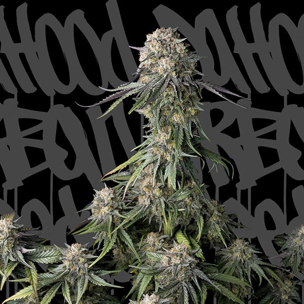 Black Pearl feminizada de Dahood Urban Seeds