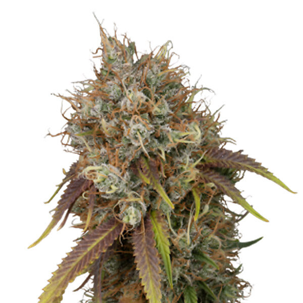 Black Rainbow feminizada de Seedstockers