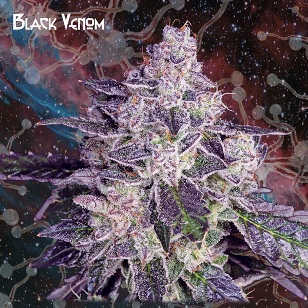 Black Venom feminizada de Geneseeds Y Nemeseeds