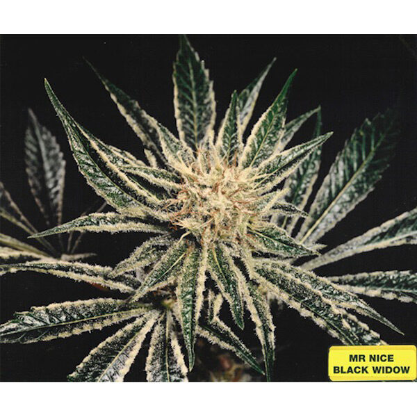 Black Widow regular de Mr. Nice