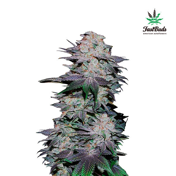 Blackberry Auto de Fast Buds