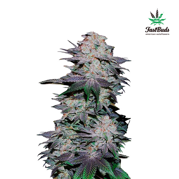 Blackberry Auto de Fast Buds