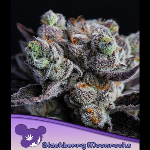 Blackberry Moonrocks feminizada de Anesia Seeds