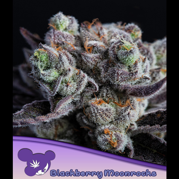 Blackberry Moonrocks feminizada de Anesia Seeds