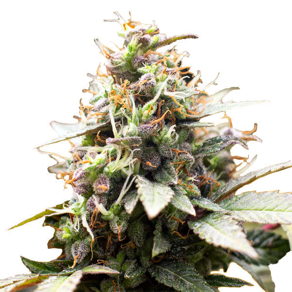 Blackwater feminizada de Original Sensible Seeds