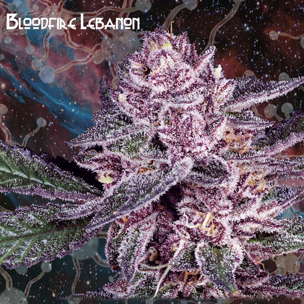 Bloodfire Lebanon feminizada de Geneseeds Y Nemeseeds
