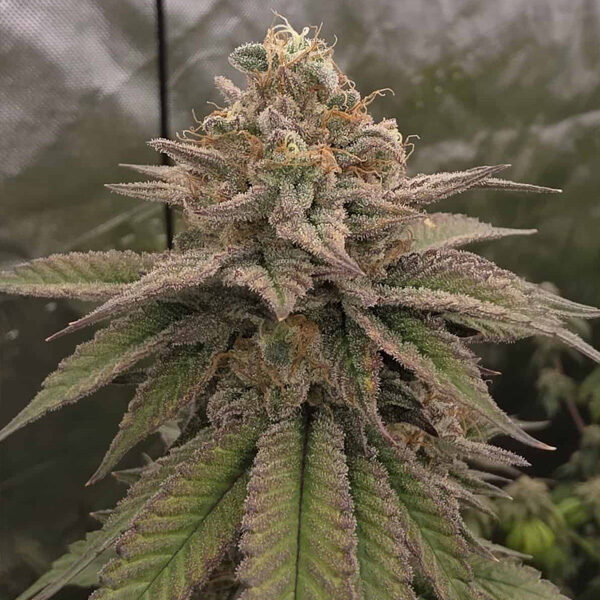 Bloody Cherry regular de Bask Triangle Farms
