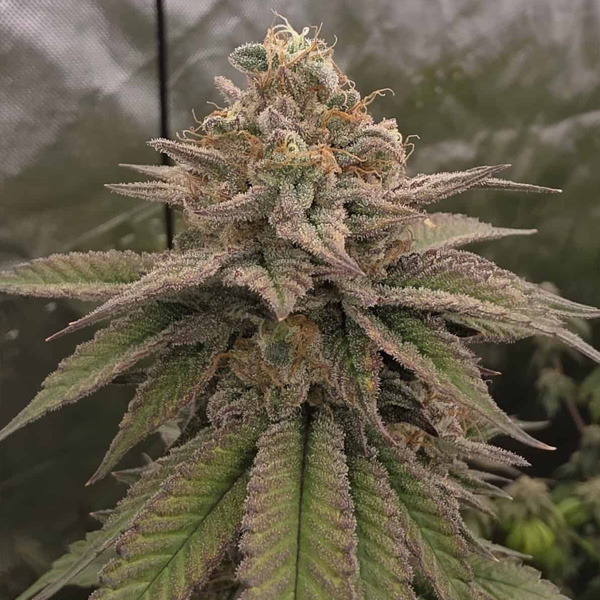 Bloody Cherry regular de Bask Triangle Farms