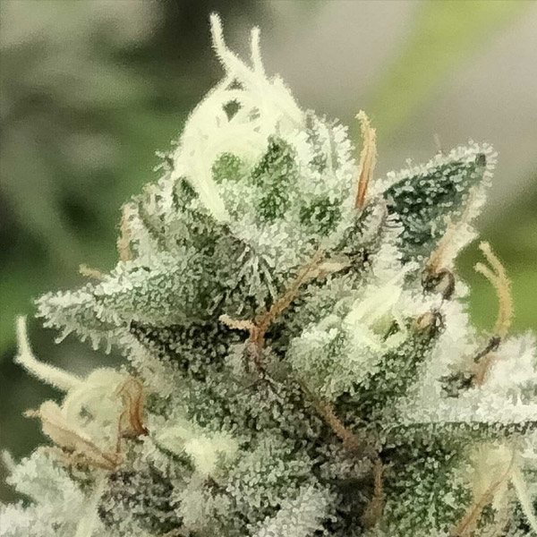 Blowrange feminizada de Grateful Seeds
