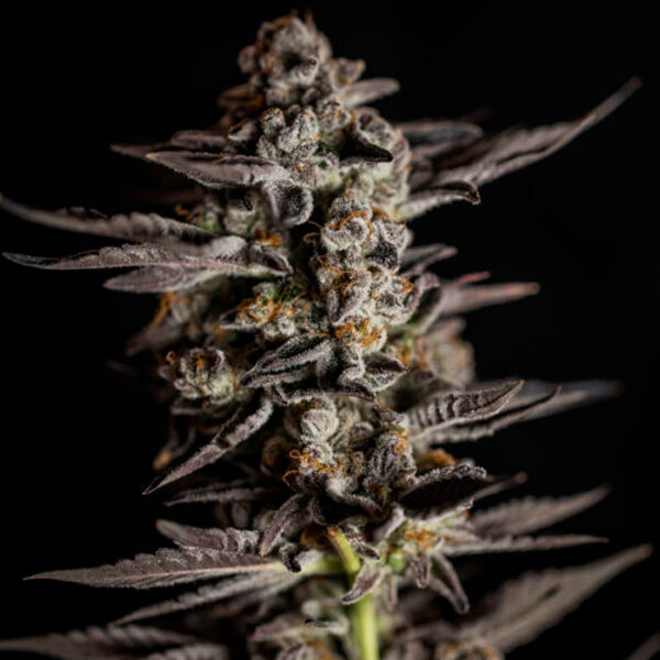 Blue Cheese feminizada de Expert Seeds