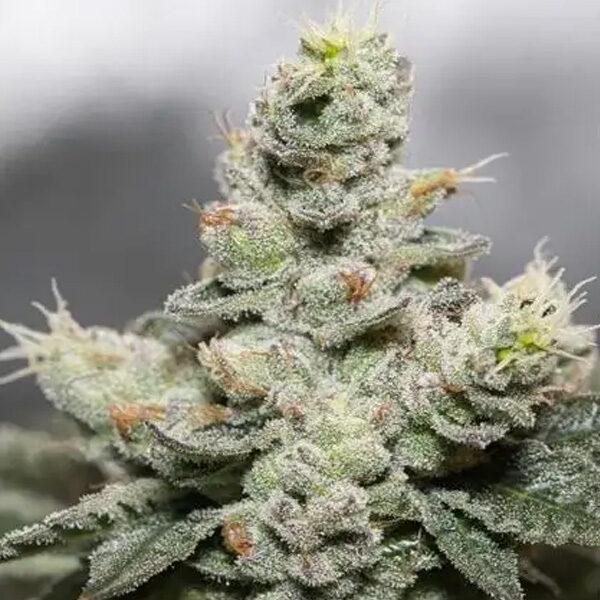 Blue Cookies X OG Kush feminizada de Vision Seeds