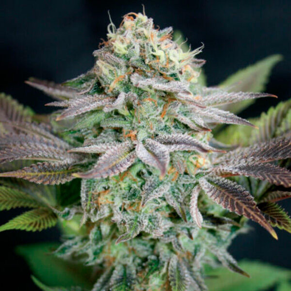 Blue Dream feminizada de Garden Of Green Seeds