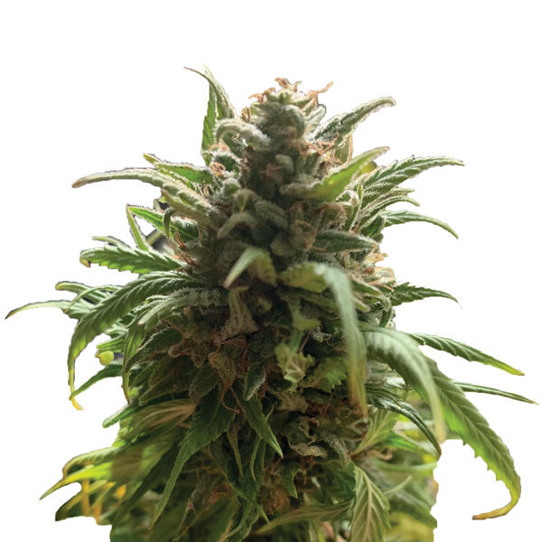 Blue Dream regular de Nirvana