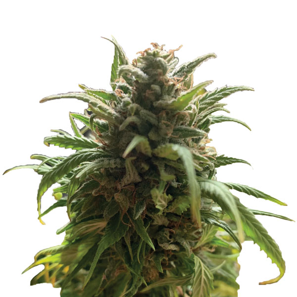 Blue Dream regular de Nirvana