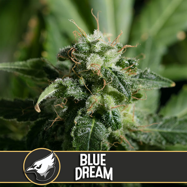 Blue Dream feminizada de Blimburn Seeds