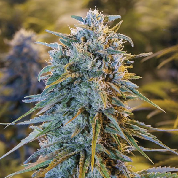 Blue Dream feminizada de Humboldt Seed Organization