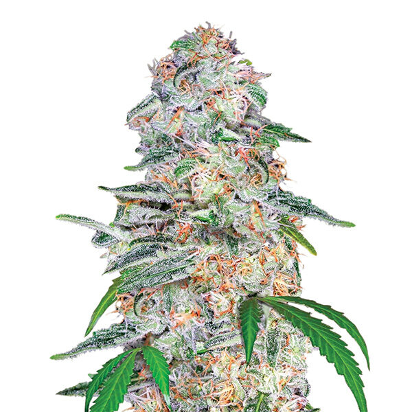 Blue Dream feminizada de Nirvana