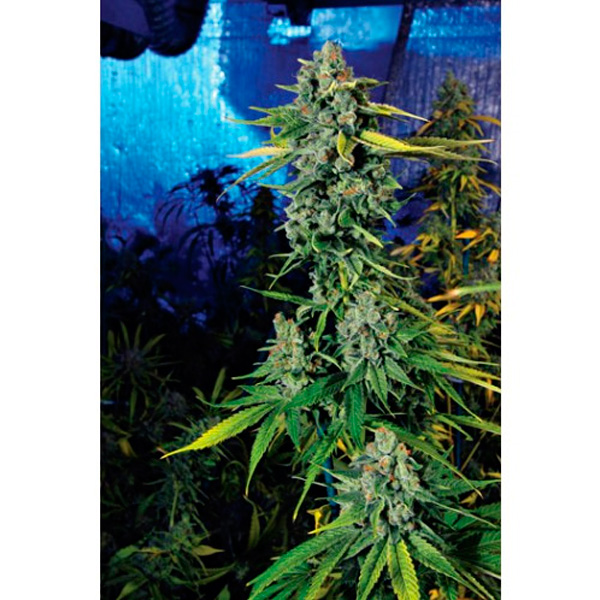 Blue Dream Haze feminizada de The Cali Connection